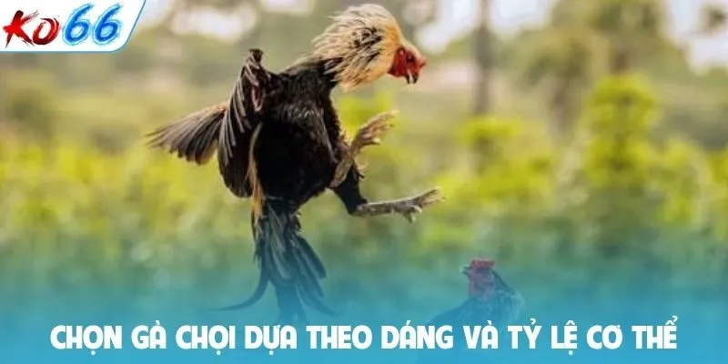 Chọn gà chọi dựa theo dáng và tỷ lệ cơ thể
