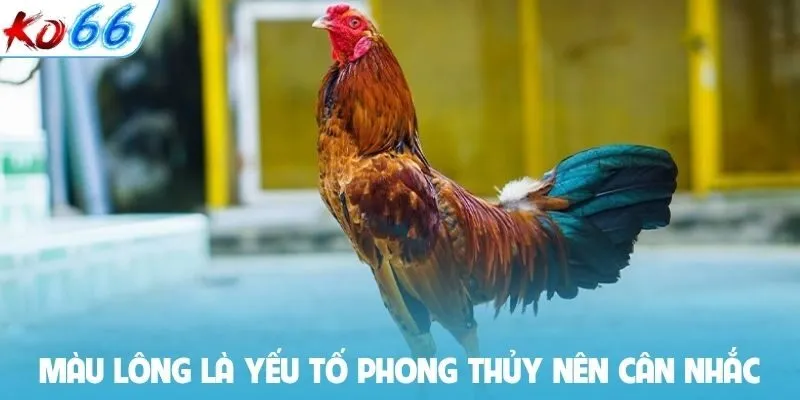 Màu lông là yếu tố phong thủy nên cân nhắc